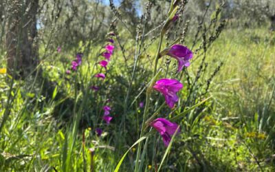 Stier – Fülle und Pflege