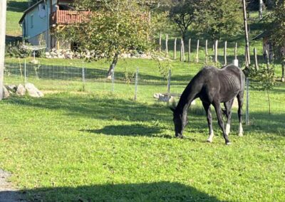 Isengard - Pferdecoaching