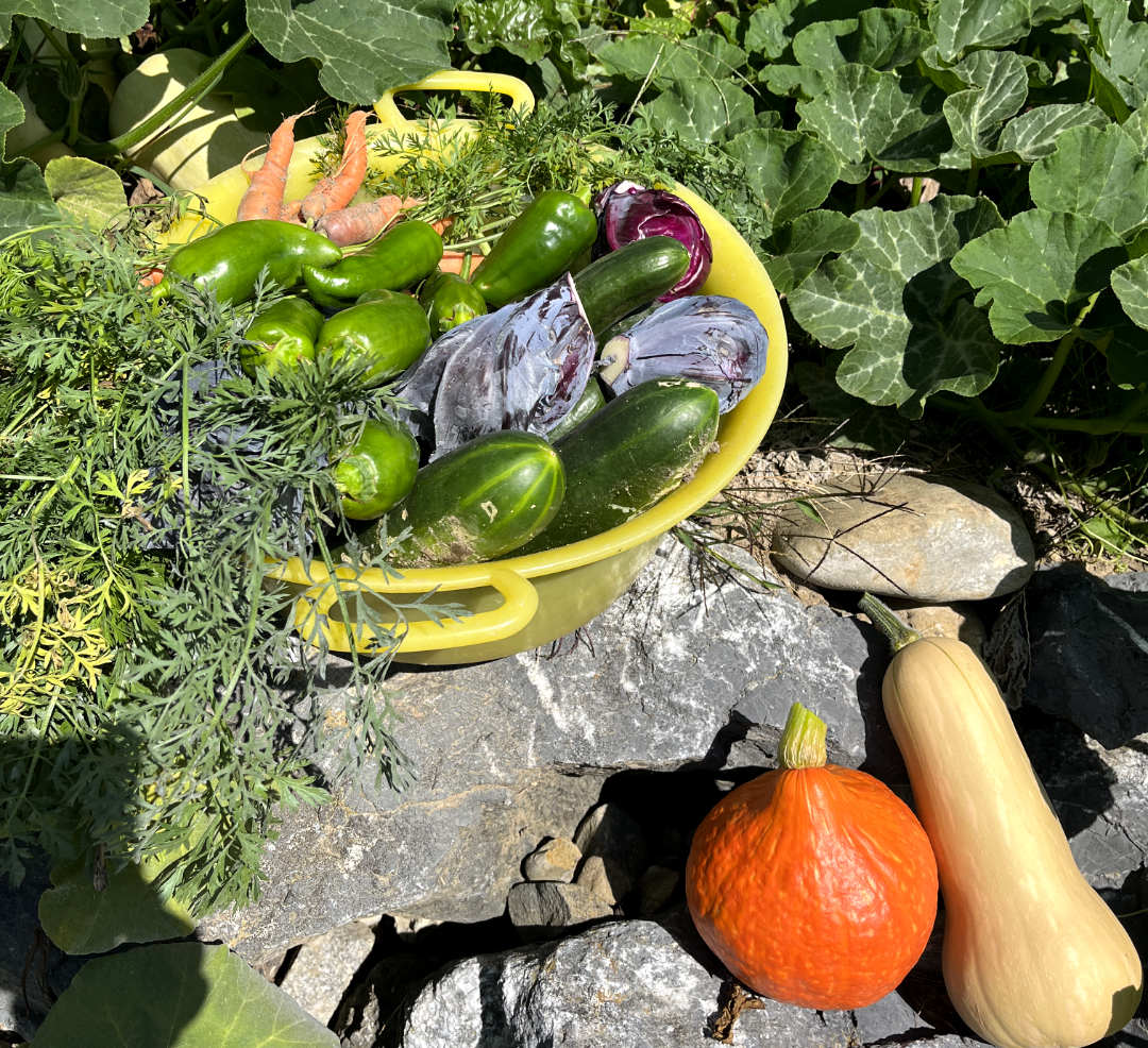 Jungfrau – Zeit der Ernte Frisch geerntetes Gemüse mit Kürbissen, Karotten, Gurken und Paprika im Garten